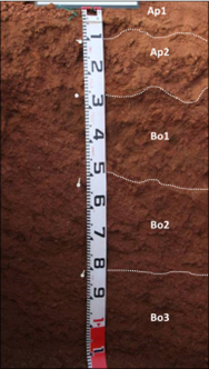 Taoyuan features red soil terraces developed from alluvial red soil parent material, with representative soil types including Ultisols and Oxisols such as the Pingzhen Series.